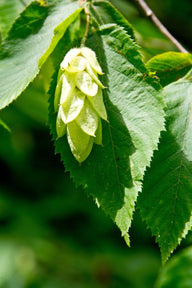 Hophornbeam (Ostrya Virginiana)