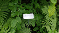 American Hornbeam (Carpinus caroliniana)