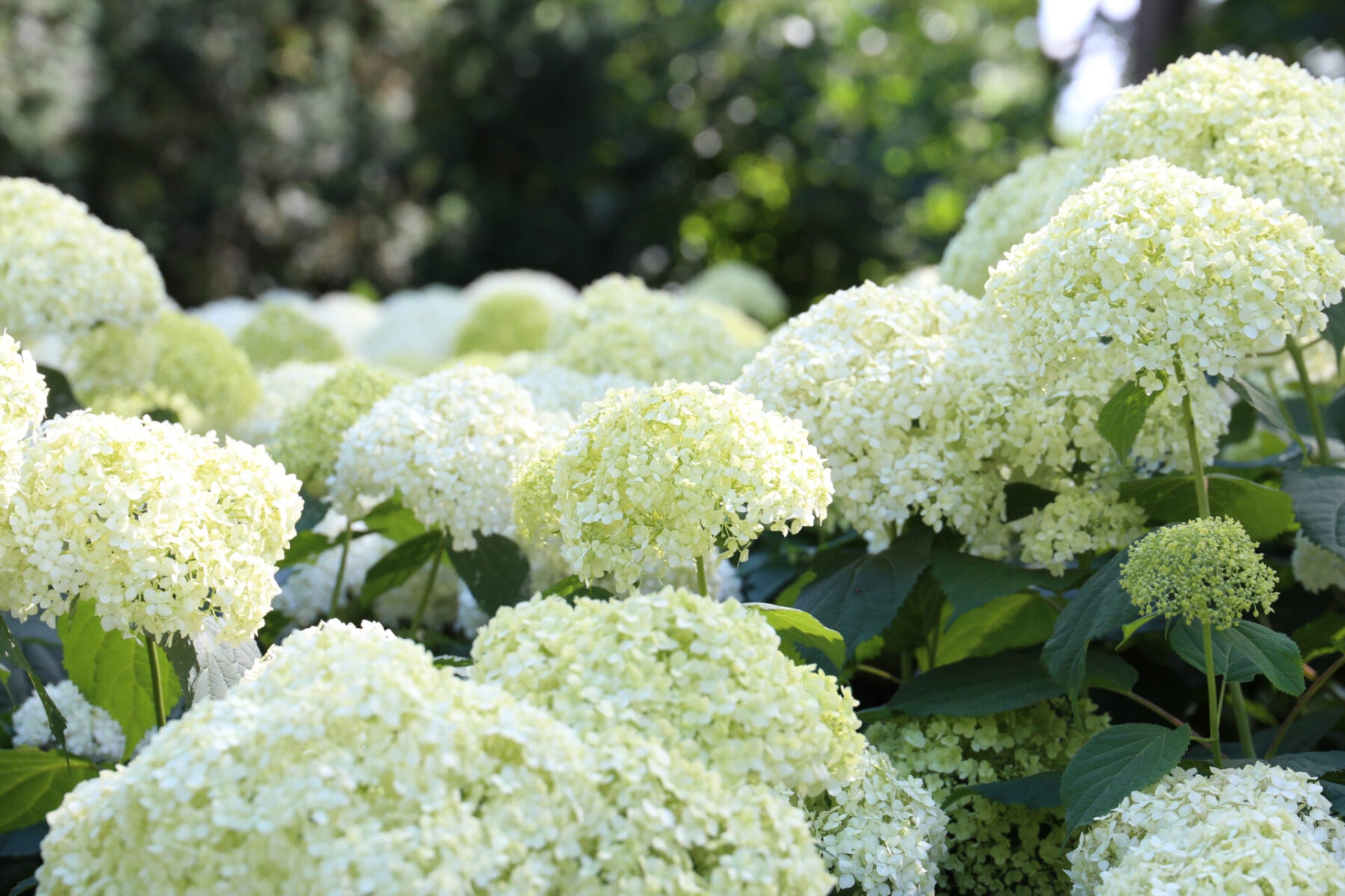 Pee Gee Hydrangea