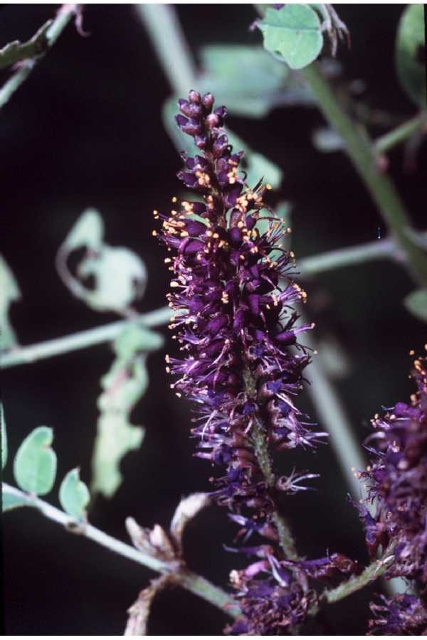 False Indigo (Amorpha fruticosa)