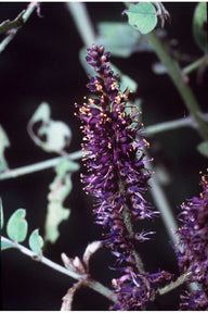False Indigo (Amorpha fruticosa)