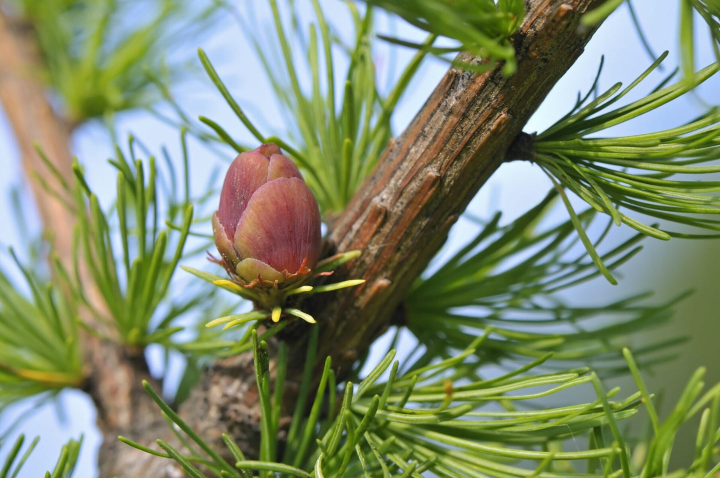 American Larch (Larix laricina)