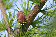 American Larch (Larix laricina)