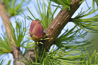 American Larch (Larix laricina)