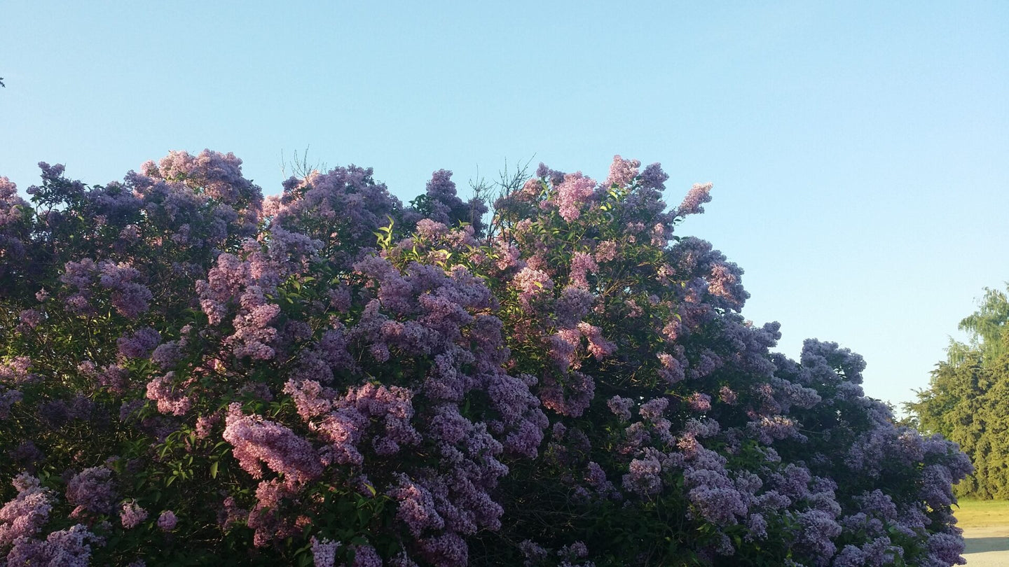 Late Lilac (Syringa villosa)