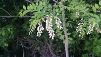 Black Locust (Robinia pseudoacacia)