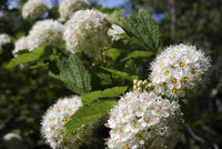 Ninebark (Physocarpus opulifolius)