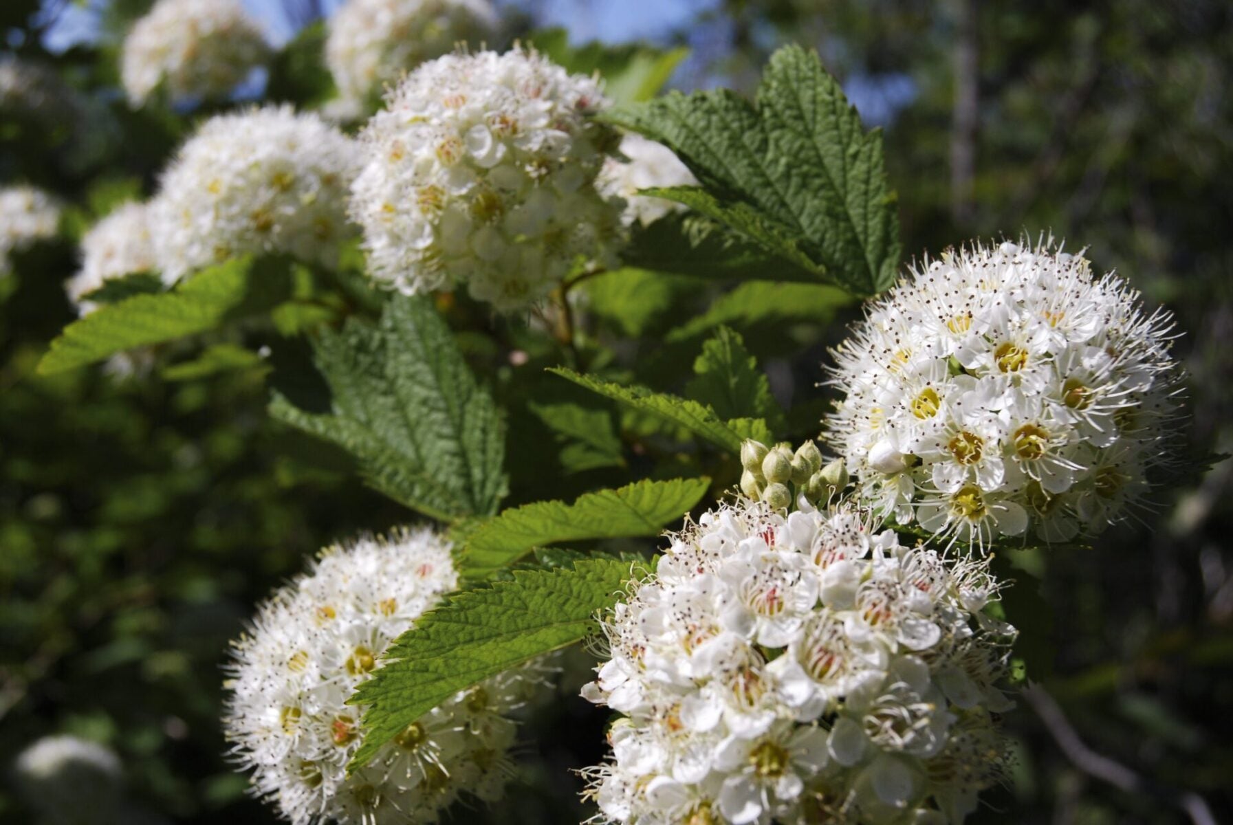 Ninebark (Physocarpus opulifolius)