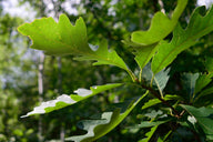Bur Oak (Quercus macrocarpa)