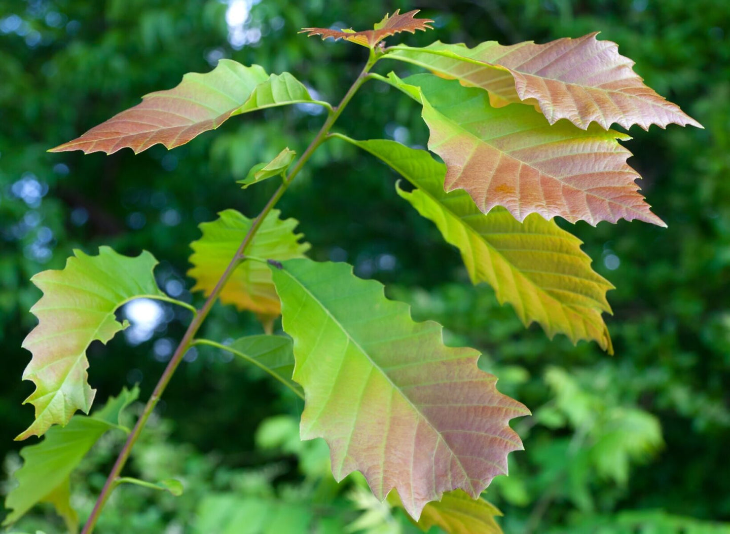 Chinquapin Oak (Quercus muehlenbergii)