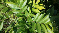 Northern Pecan (Carya illinoinensis)