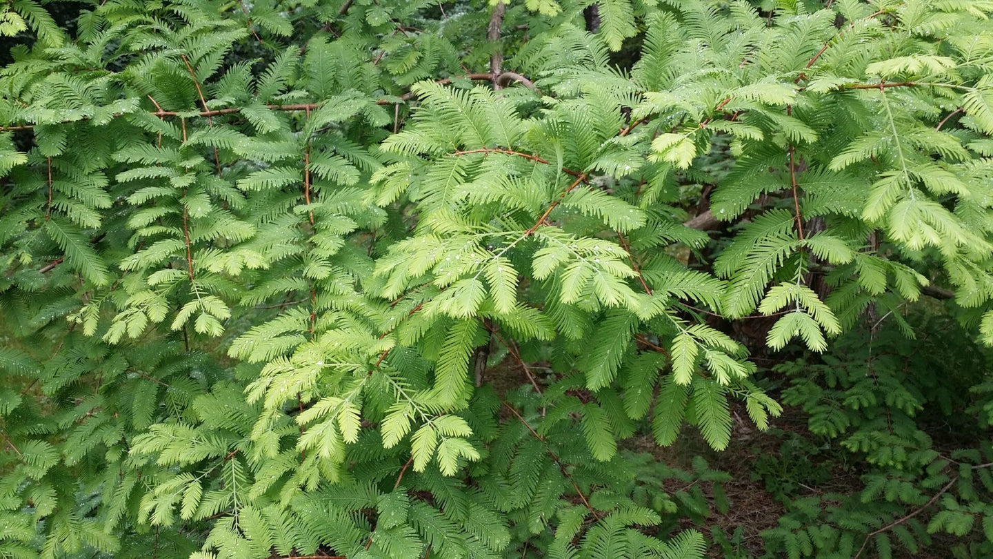 Dawn Redwood (Metasequoia glyptostroboides)