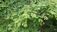 Dawn Redwood (Metasequoia glyptostroboides)
