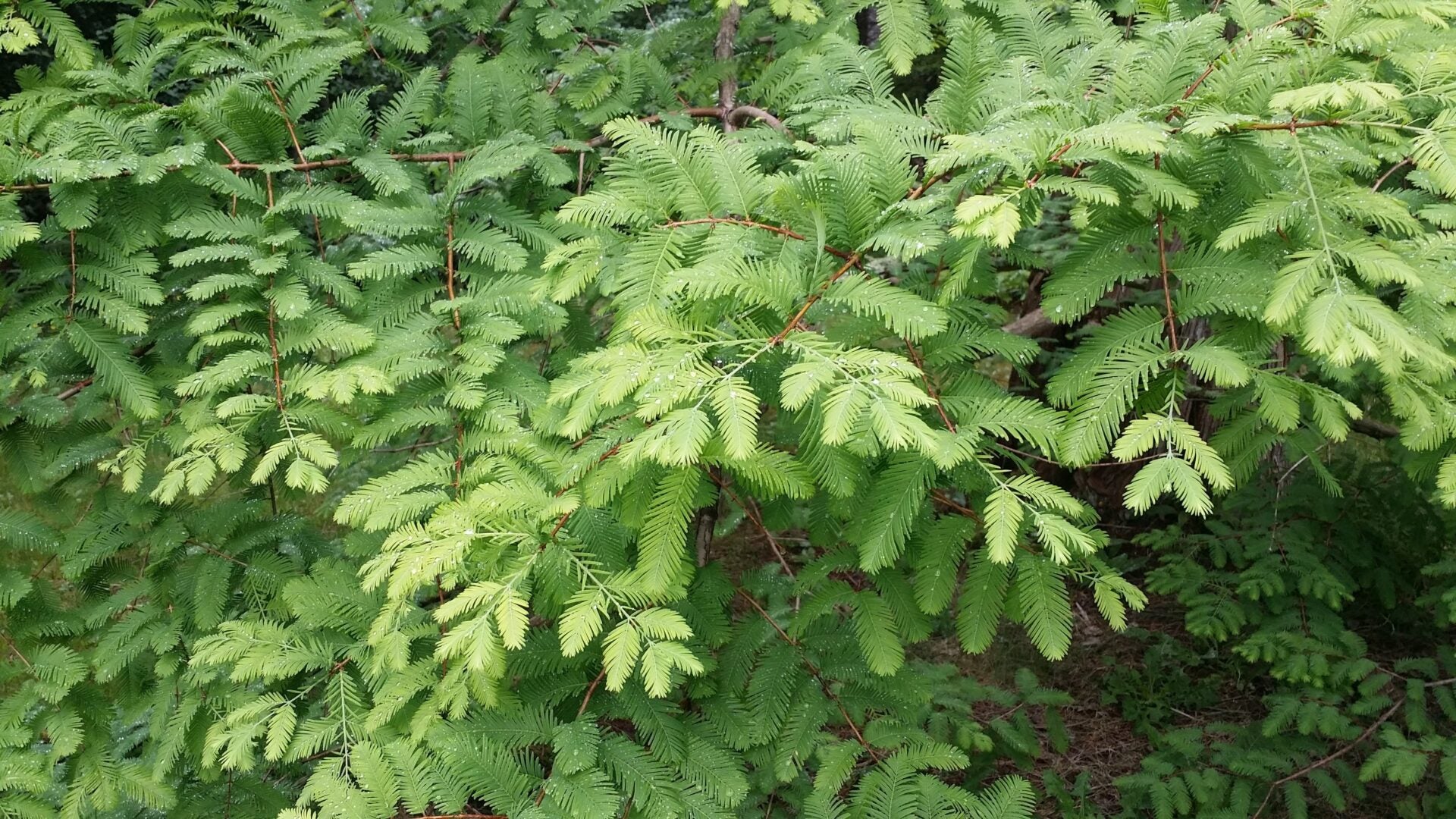 Dawn Redwood (Metasequoia glyptostroboides)