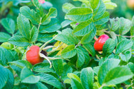 Rugosa Rose (Rosa Rugosa)