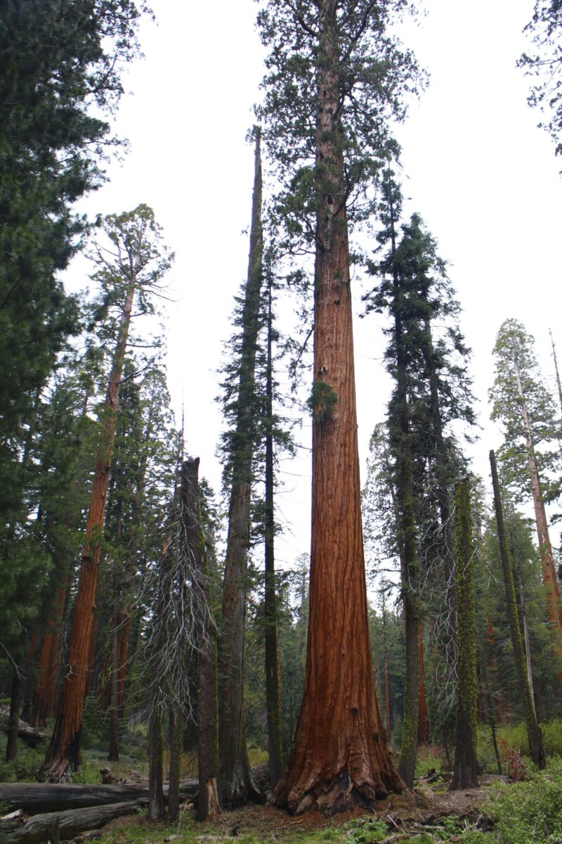 Giant Sequoia (Sequoiadendron giganteum)
