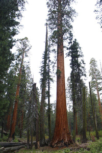 Giant Sequoia (Sequoiadendron giganteum)