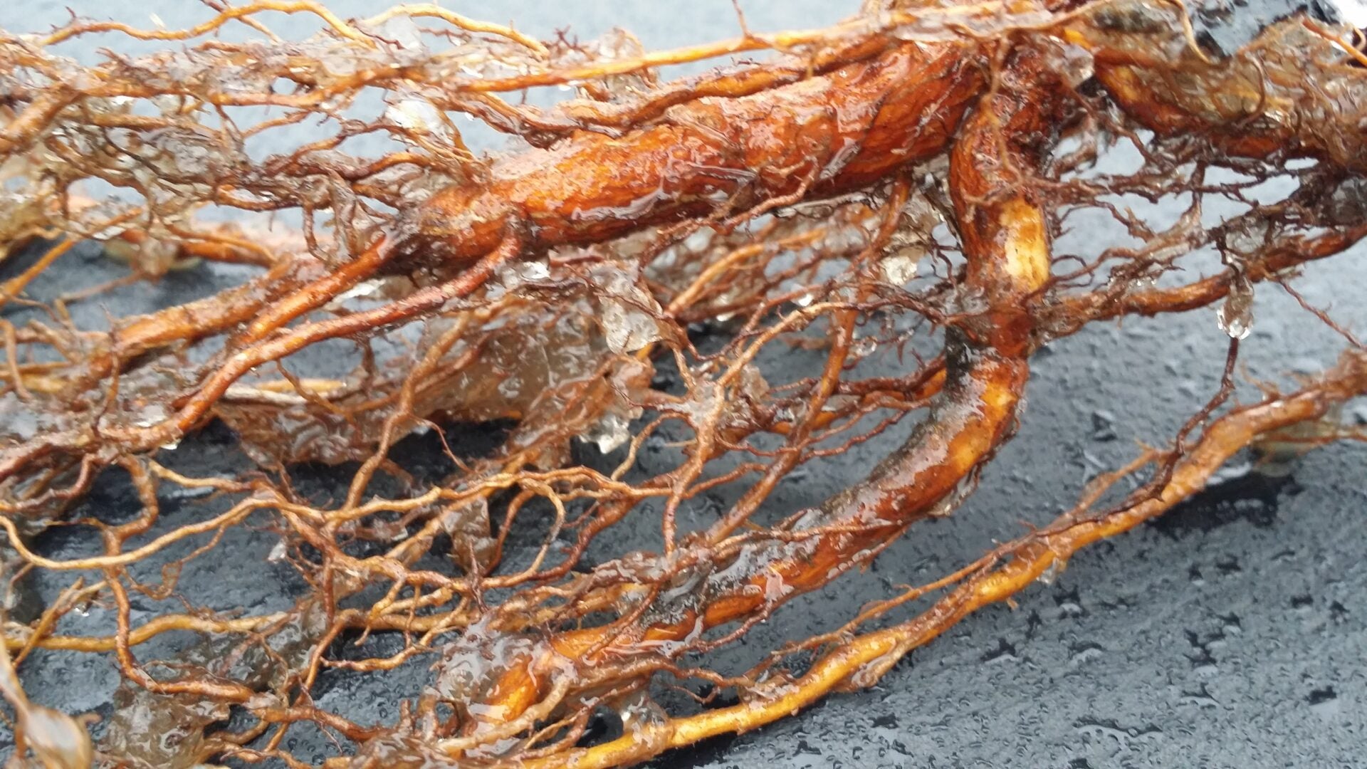 Soil Moist Water Storing Polymer Root Gel