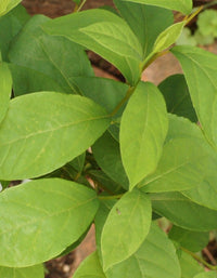 Spicebush (Lindera benzoin)