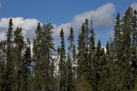 Black Spruce (Picea mariana)