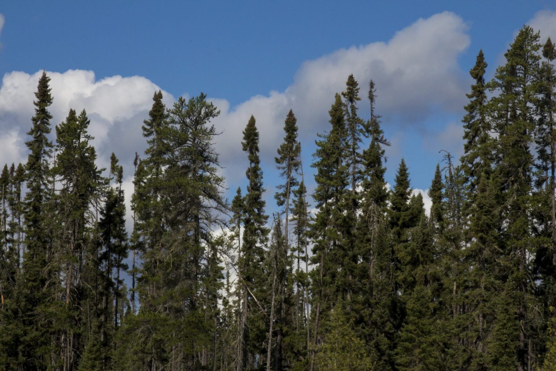 Black Spruce (Picea mariana)