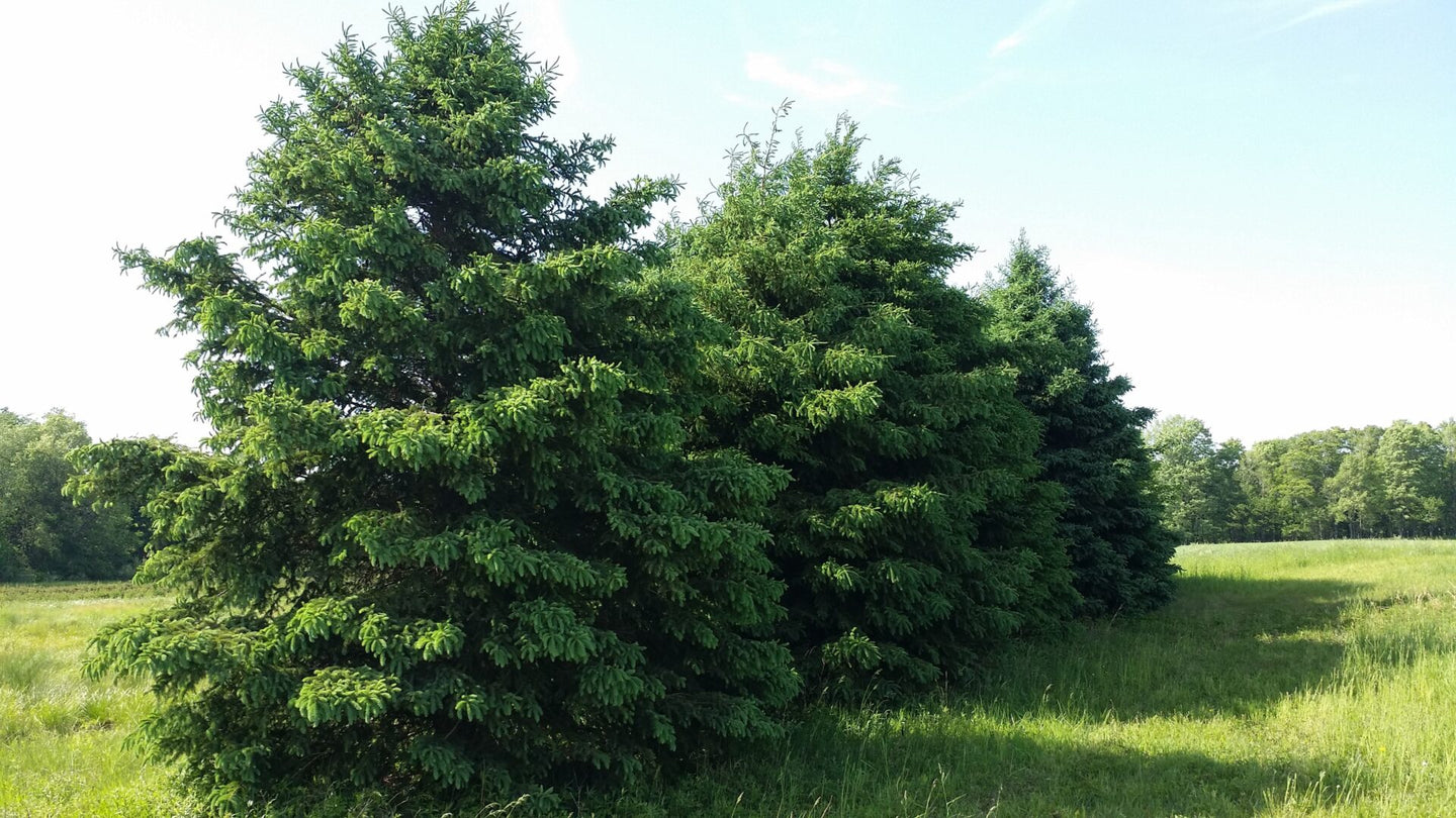 Blue Spruce (Picea pungens)