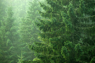 Norway Spruce (Picea abies)