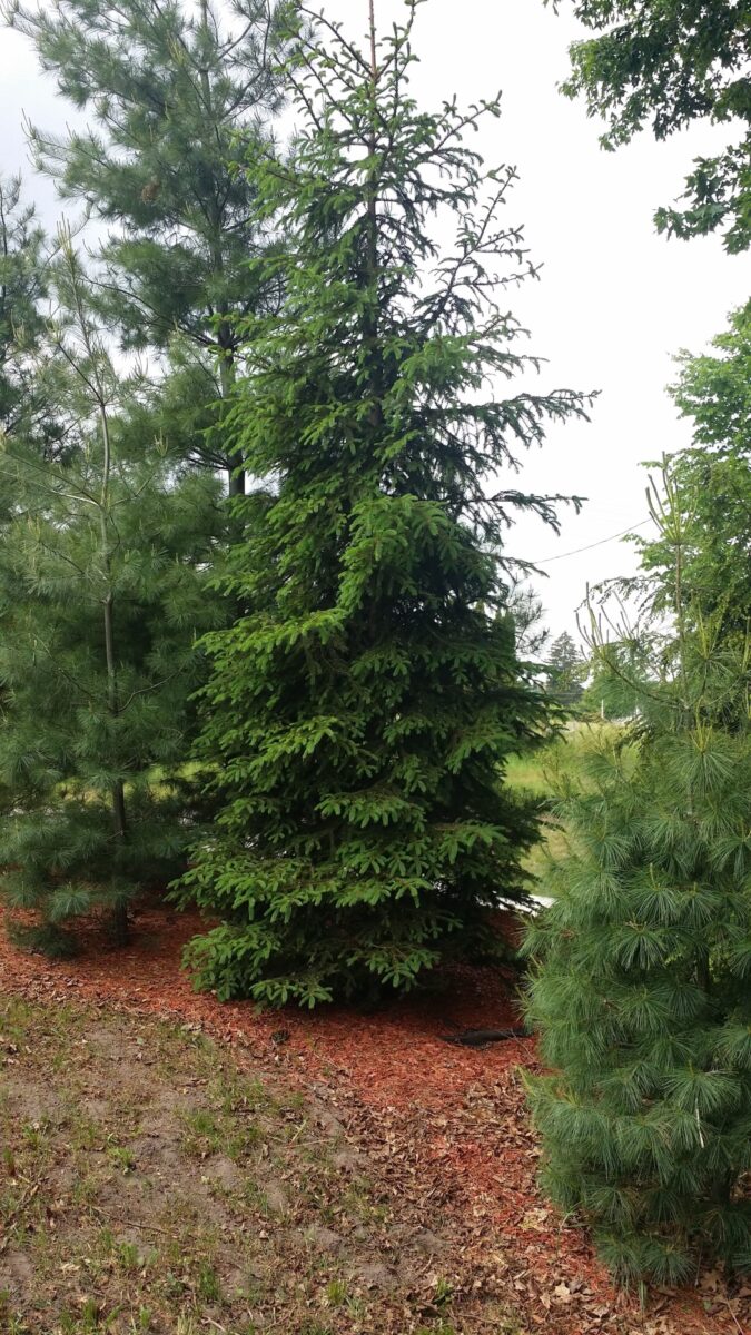 White Spruce (Picea glauca)