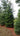 White Spruce (Picea glauca)
