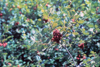 Fragrant Sumac (Rhus aromatica)