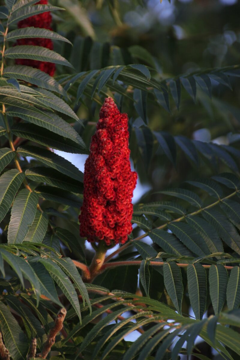 Smooth Sumac (Rhus glabra)