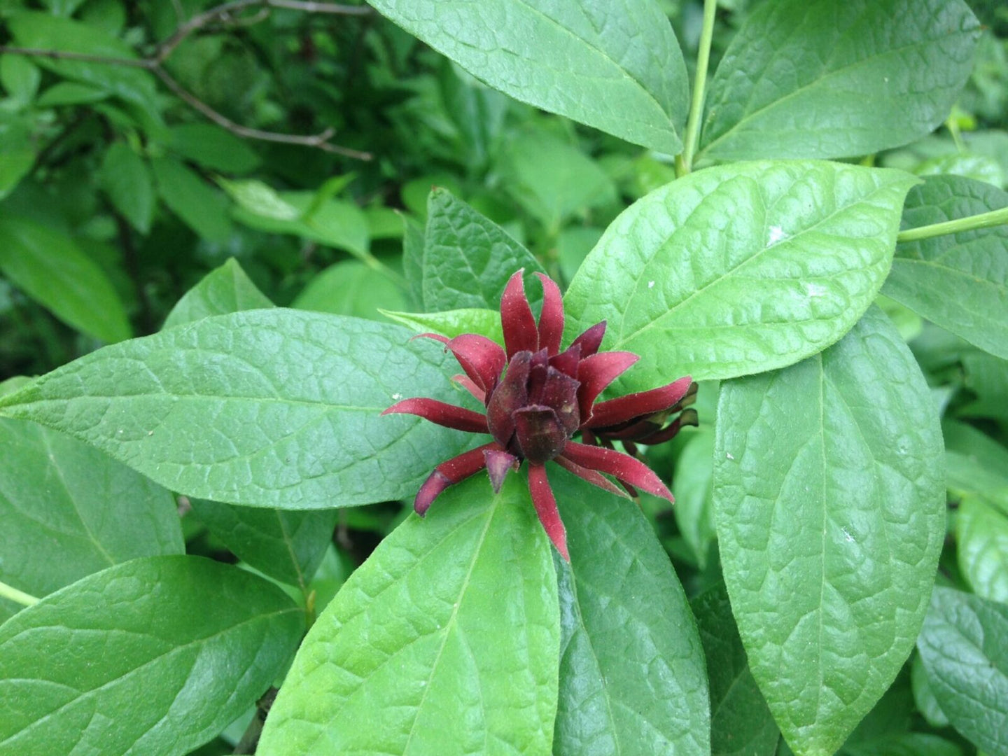 Sweetshrub (Calycanthus florida)