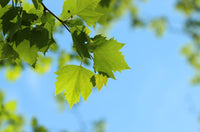 Sycamore (Platanus occidentalis)