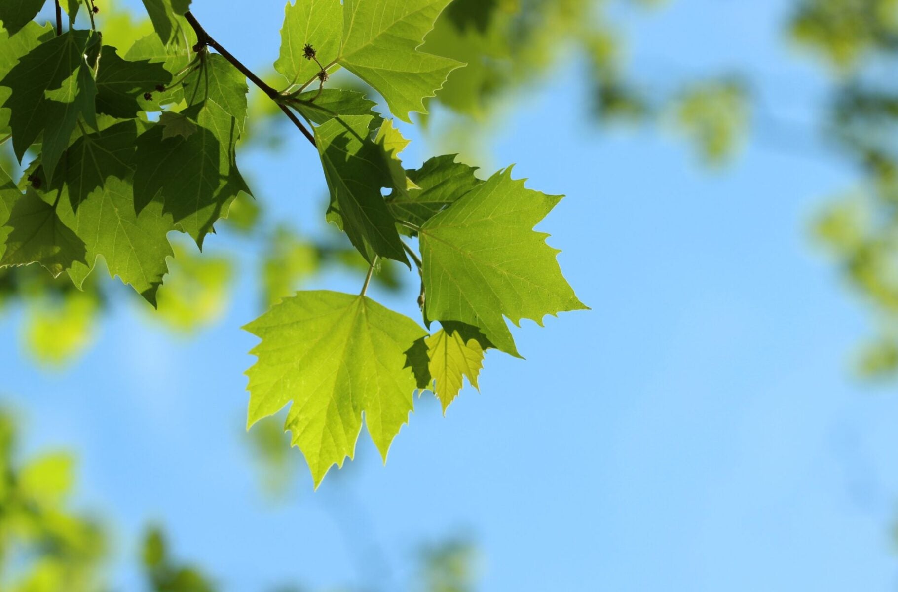 Sycamore (Platanus occidentalis)