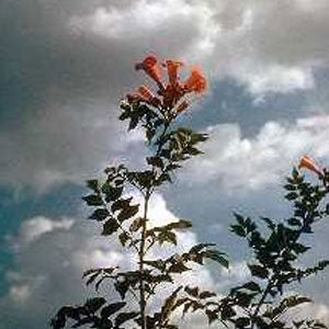Trumpet Vine (Campsis radicans)