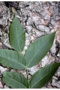 White Walnut (Butternut)(Juglans cinerea)