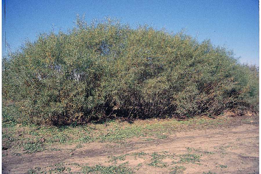 Sandbar Willow (Salix interior)