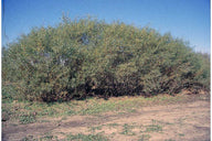 Sandbar Willow (Salix interior)