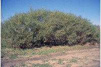Sandbar Willow (Salix interior)