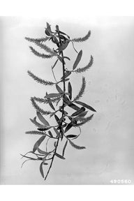 Black Willow (Salix nigra)