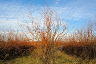 Corkscrew Willow (Salix Matsudana 'Tortuosa') Shrubs & Trees