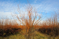 Corkscrew Willow (Salix Matsudana 'Tortuosa') Shrubs & Trees