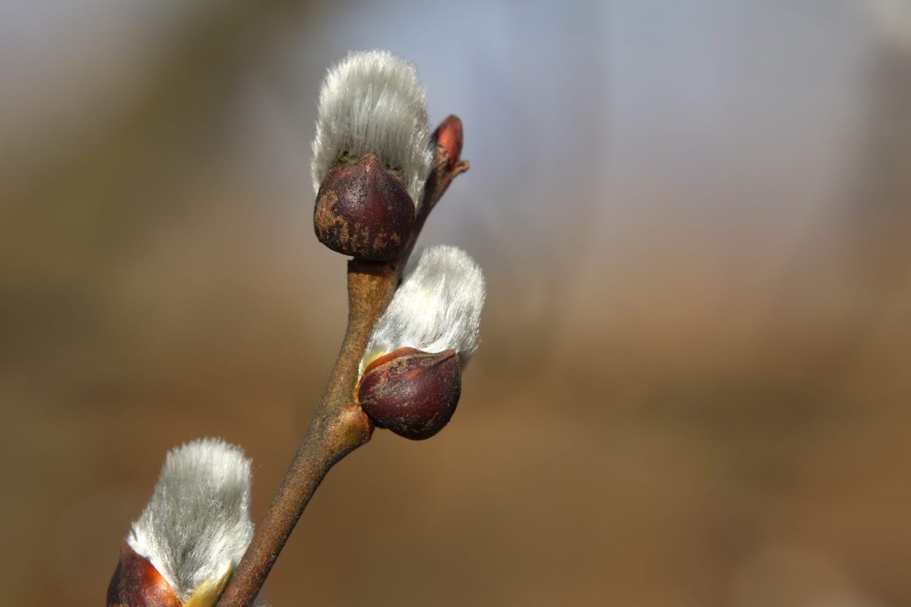 Pussy Willow (Salix discolor)