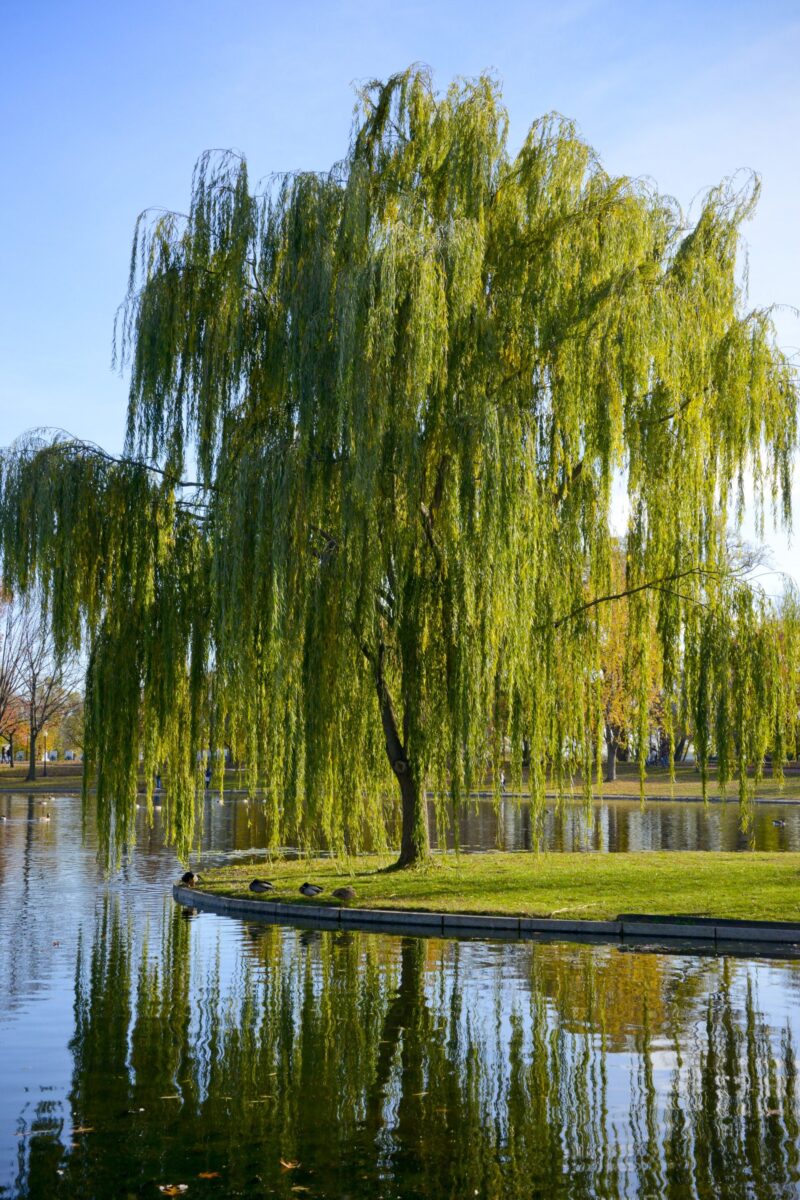 Weeping Willow (Salix babylonica)