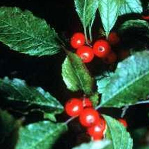 Winterberry (Ilex verticillata)