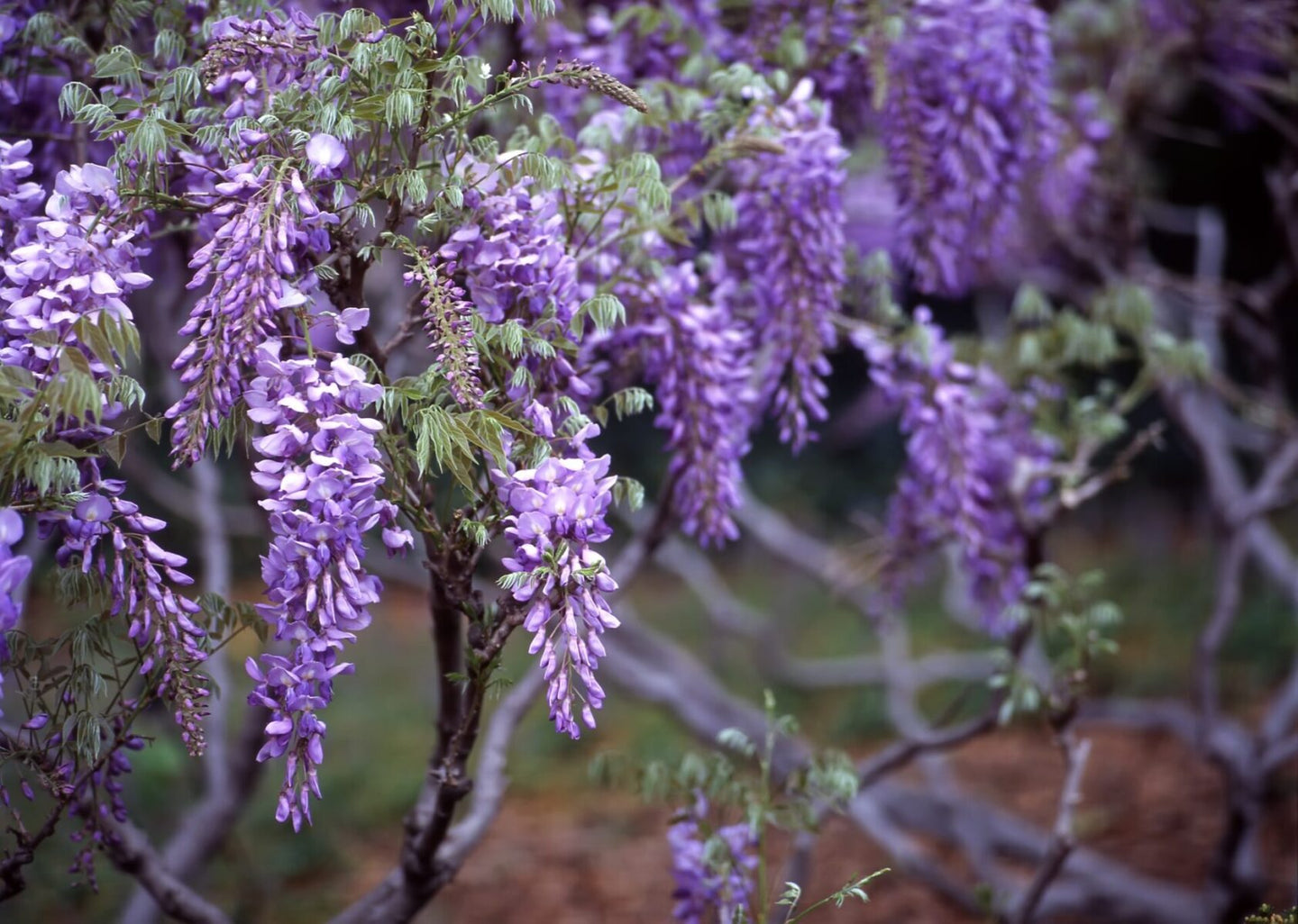 Wisteria Sinensis