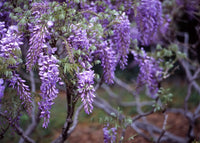 Wisteria Sinensis