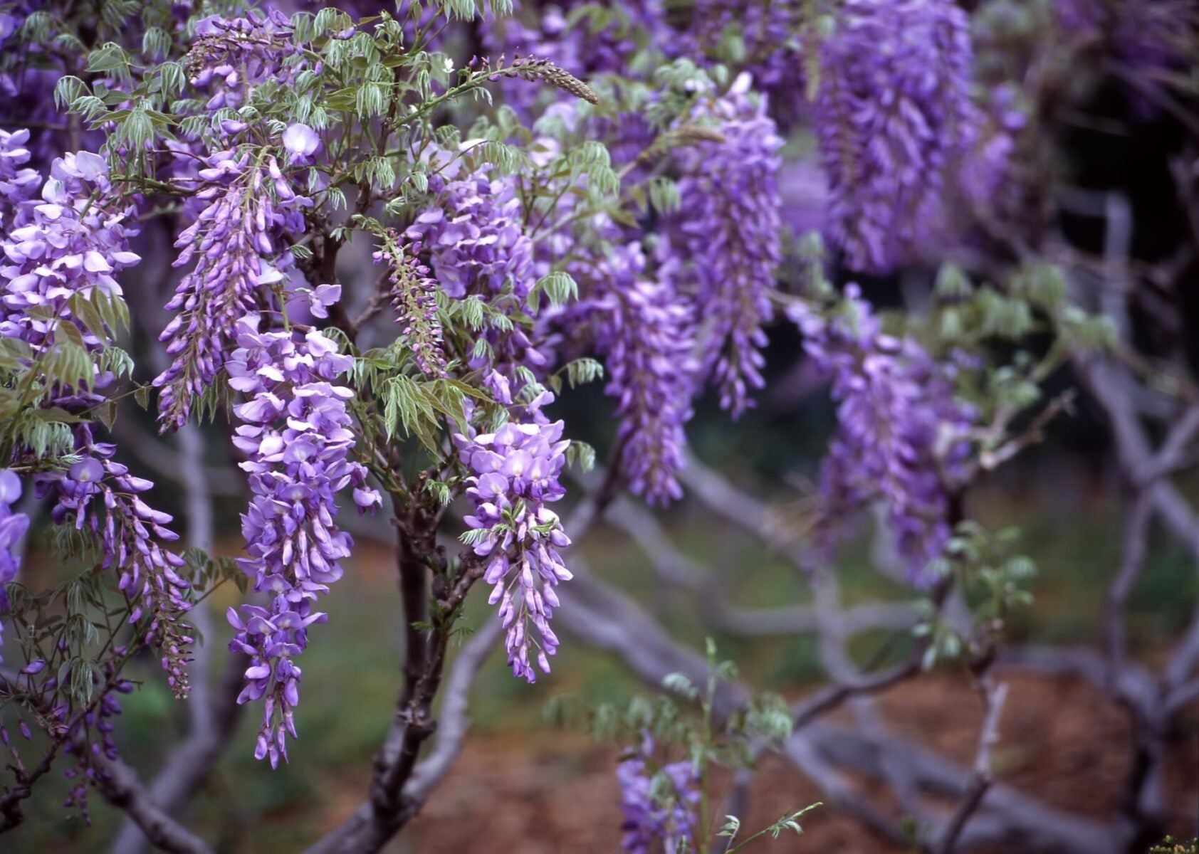 Wisteria Sinensis