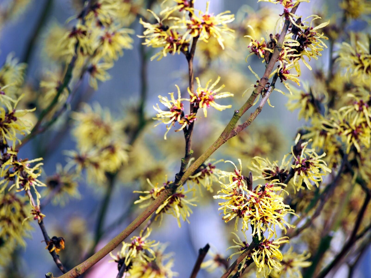 Common Witch-hazel (Hamamelis virginiana)